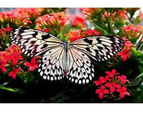 Image of Butterfly on a flower - DIY Diamond Painting