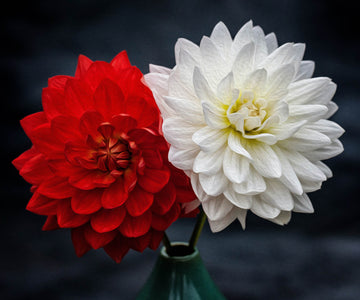 Red and White Dahlia - DIY Diamond Painting