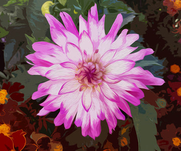 Powder Puff Dahlia - DIY Diamond Painting