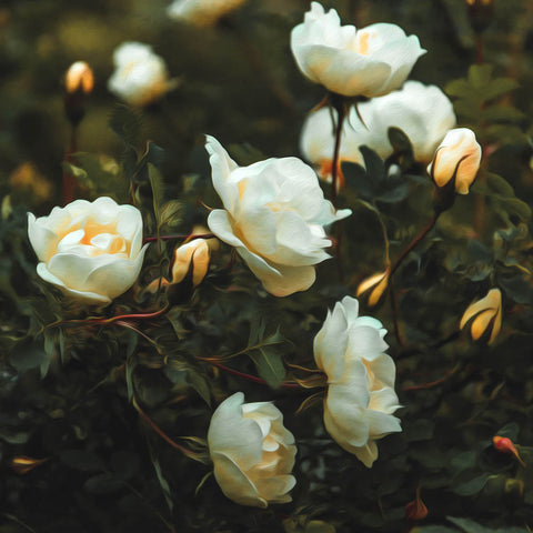 Image of White Roses - DIY Diamond Painting