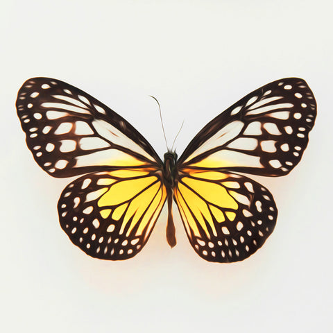 Image of Glowing Yellow Butterfly - DIY Diamond Painting