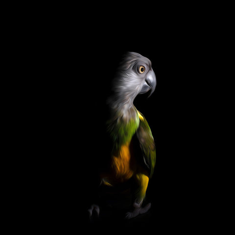 Image of Parrot in the Dark - DIY Diamond Painting