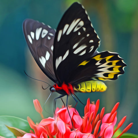 Image of Butterfly Candid Shot - DIY Diamond Painting