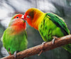 Parrot Lovers - DIY Diamond Painting
