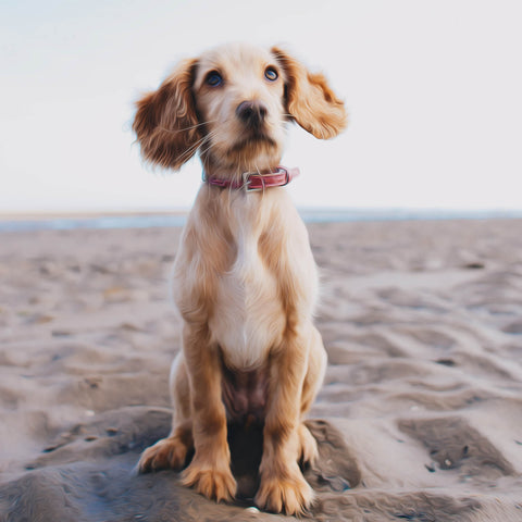 Image of Amazed Puppy in the Beach - DIY Diamond Painting