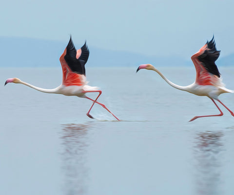 Image of Pink Flamingos - DIY Diamond Painting