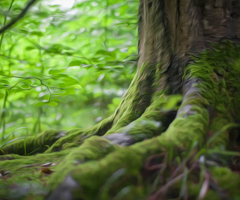 Image of Heart of the Forest - DIY Diamond Painting