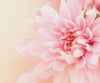 Pink Carnation Flower - DIY Diamond Painting