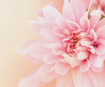 Pink Carnation Flower - DIY Diamond Painting