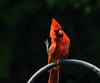 Red Cardinal Bird - DIY Diamond Painting