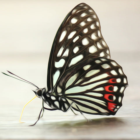 Image of White Butterfly with Red Spots - DIY Diamond Painting