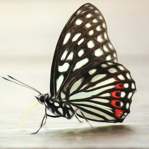 White Butterfly with Red Spots - DIY Diamond Painting