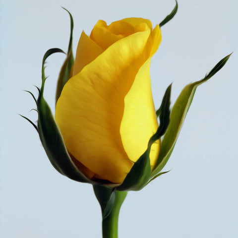 Image of Yellow Rose - DIY Diamond Painting