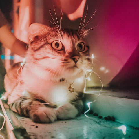 Image of Lovely Cat in Light - DIY Diamond Painting