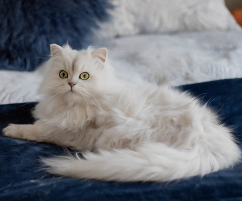 Image of Persian Cat Focused - DIY Diamond Painting