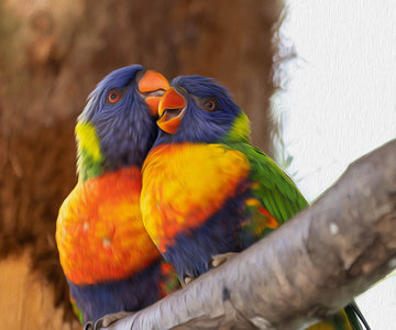 Lovers Parrot - DIY Diamond Painting