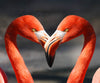 Flamingo Love - DIY Diamond Painting