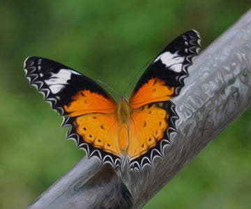 Heart-shaped Butterfly - DIY Diamond Painting