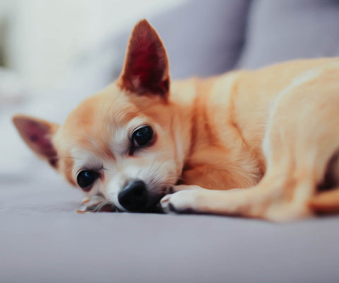 Image of Sleepy Chihuahua - DIY Diamond Painting