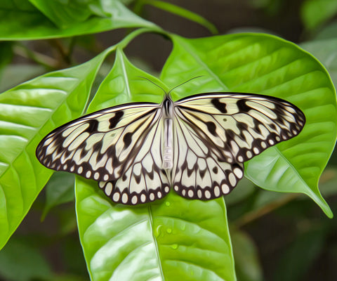 Image of White Butterfly in a Leaf - DIY Diamond Painting