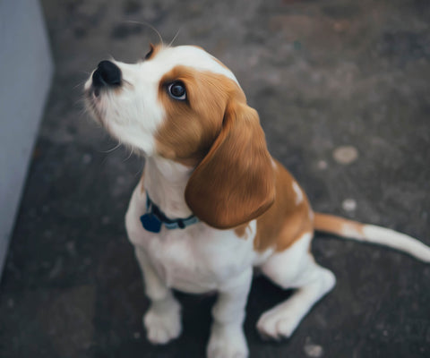 Image of Cute Little Beagle - DIY Diamond Painting