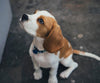Cute Little Beagle - DIY Diamond Painting