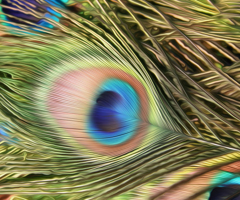 Image of Peafowl Feather - DIY Diamond Painting