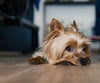 Adorable Australian Silky Terrier - DIY Diamond Painting