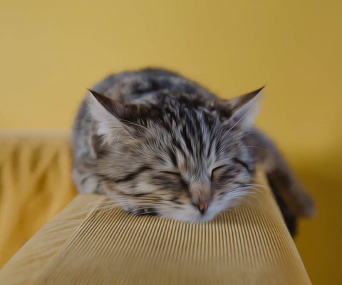 Image of Sleeping Cat - DIY Diamond Painting