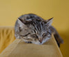Sleeping Cat - DIY Diamond Painting