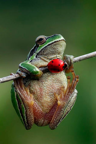 Image of Frog and a Lady Bug - DIY Diamond Painting