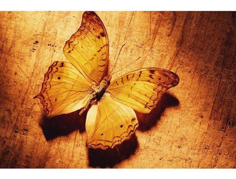 Image of Yellow Butterfly - DIY Diamond Painting