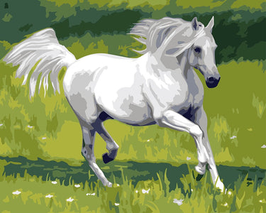 White Horse - DIY Painting By Numbers