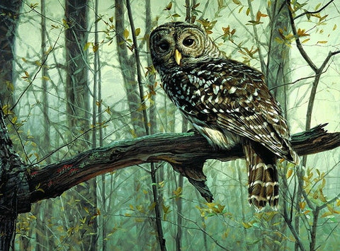 Image of Owl - DIY Painting By Numbers