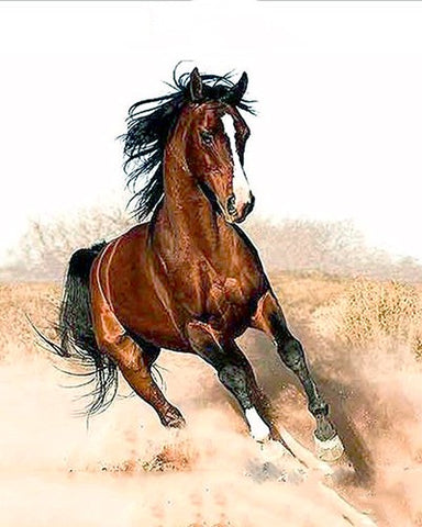 Image of Running Horse - DIY Painting By Numbers