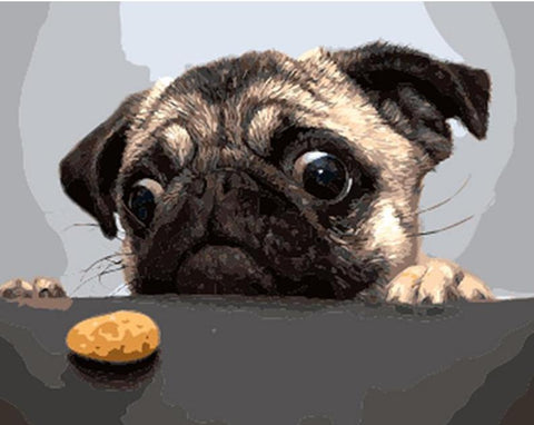 Image of Funny Dog looking at a small cookie - DIY Painting By Numbers