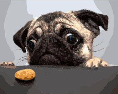 Funny Dog looking at a small cookie - DIY Painting By Numbers