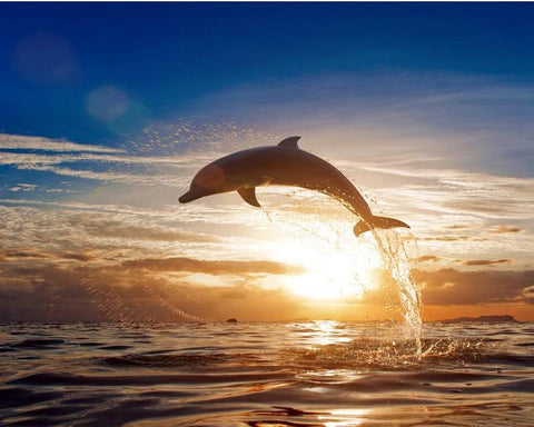 Image of Dolphin in the Sunset - DIY Painting By Numbers