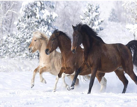 Image of Horses in the Snow - DIY Painting By Numbers