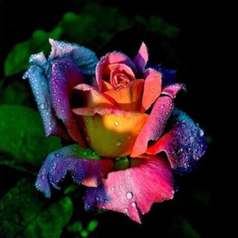 Image of Rainbow Rose - DIY Diamond Painting