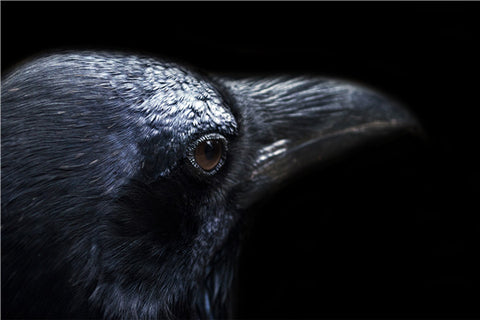 Image of Halloween Crow Scenery - DIY Diamond Painting