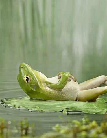 Image of Sleeping Frog - DIY Diamond Painting