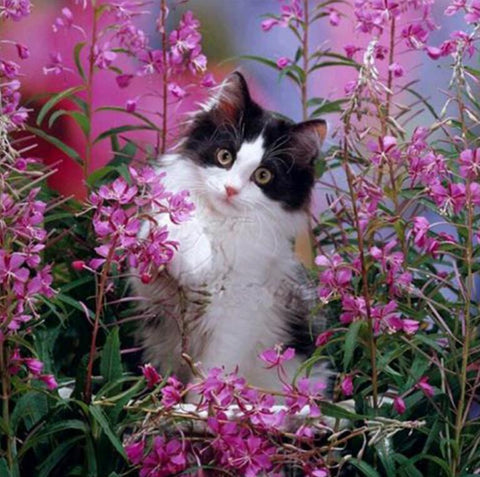 Image of Cat in the Flowers - DIY Diamond Painting