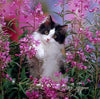Cat in the Flowers - DIY Diamond Painting