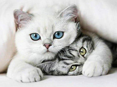 Image of Cuddling Cat - DIY Diamond Painting