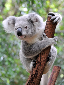koala face painting