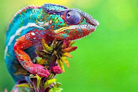 Image of Colorful Chameleon  - DIY Diamond Painting