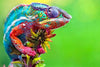 Colorful Chameleon  - DIY Diamond Painting