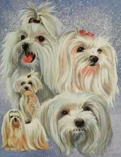 Image of Yorkshire Terrier Dogs - DIY Diamond  Painting